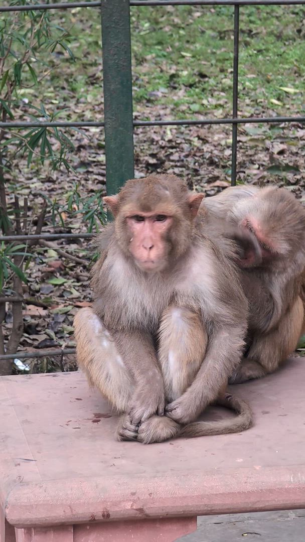 Vídeo de reseña del cliente sobre Grupo/Privado Triángulo de Oro con Varanasi Con Hoteles de Lujo de 4 Estrellas