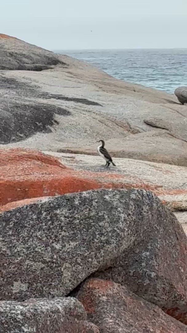 video met klantbeoordeling van Famous 5 - een rondreis door Tasmanië - 5 dagen