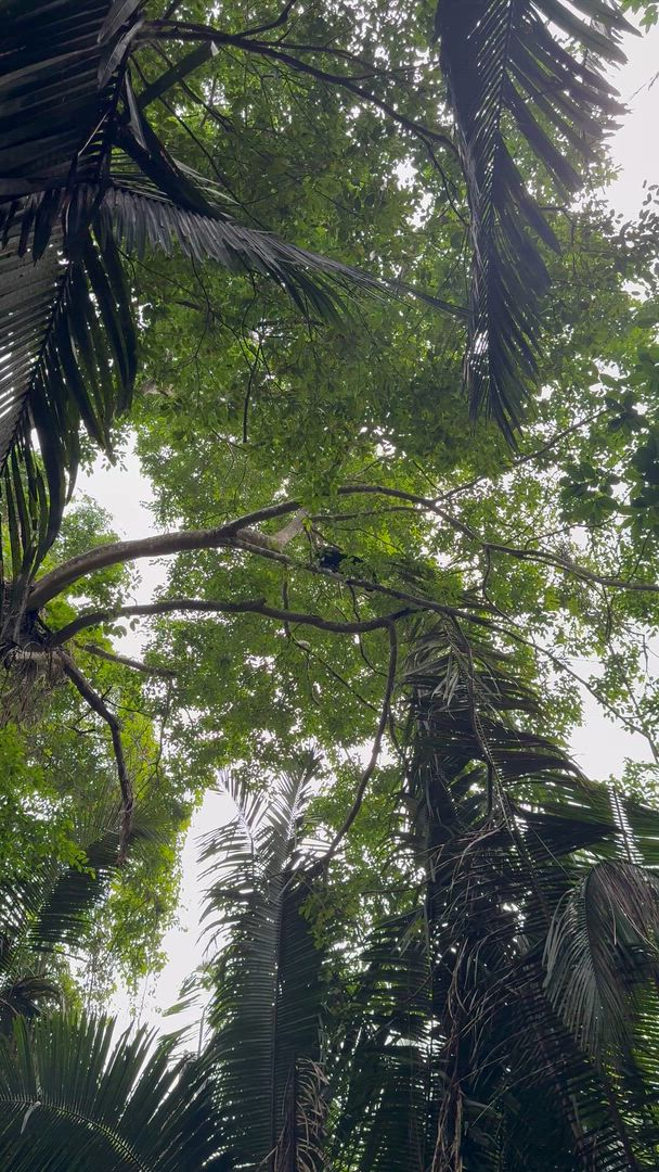 Terre de Belize et Tikal customer review video