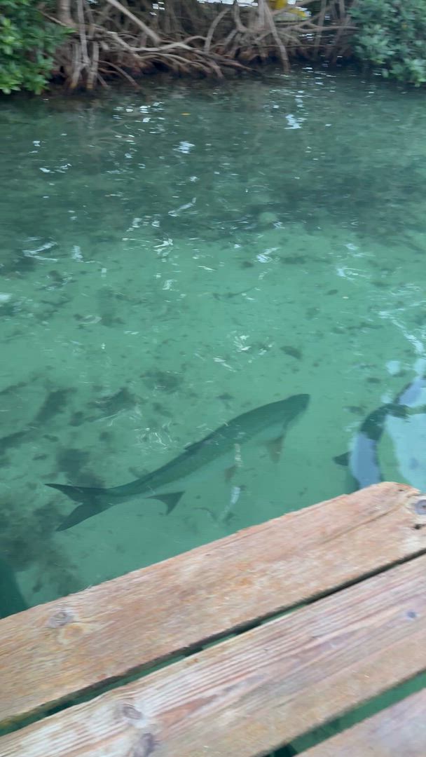 Terre de Belize et Tikal customer review video