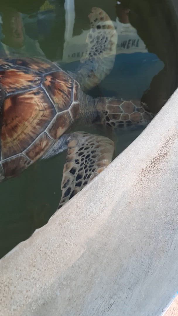 Vídeo de reseña del cliente sobre Camino soñado de Sri Lanka