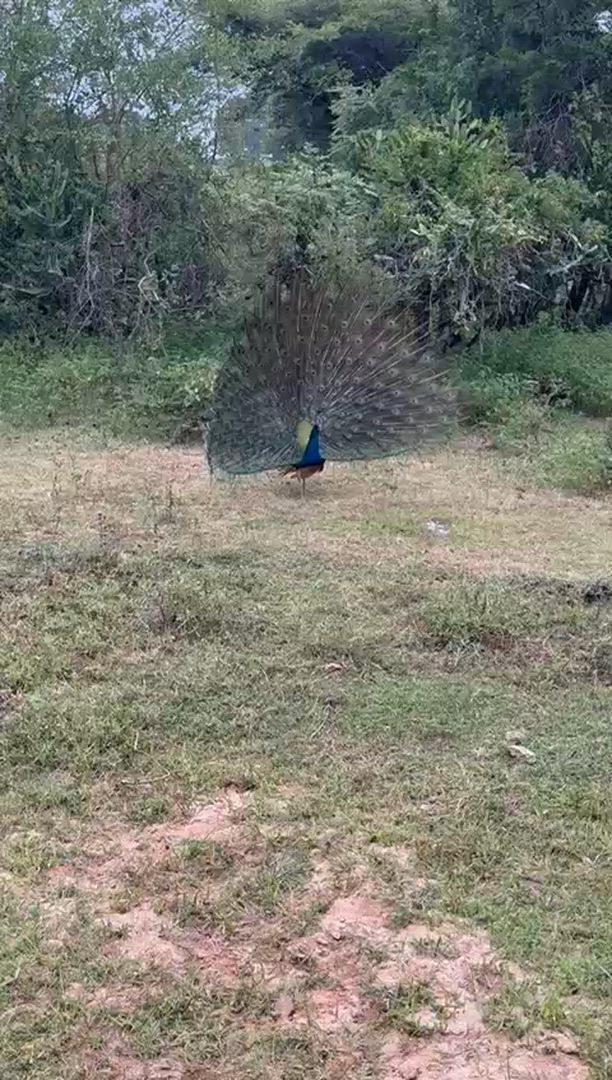 Vídeo de reseña del cliente sobre Camino soñado de Sri Lanka
