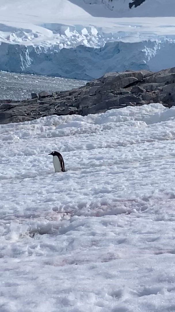 Vídeo de reseña del cliente sobre Antártida clásica