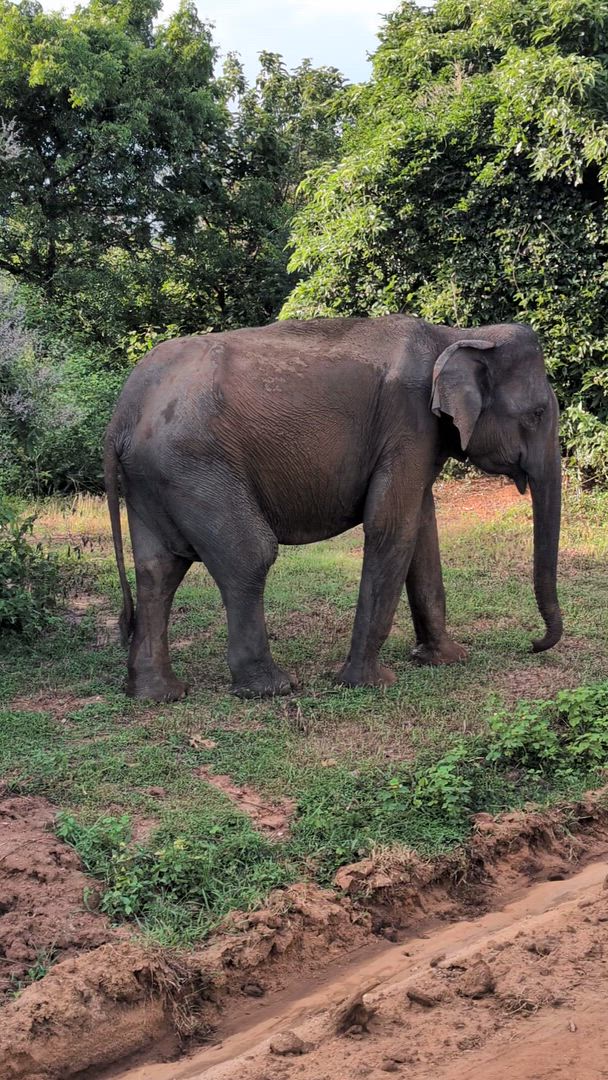 Sri Lanka - classique - 12 jours - One Life Adventures customer review video