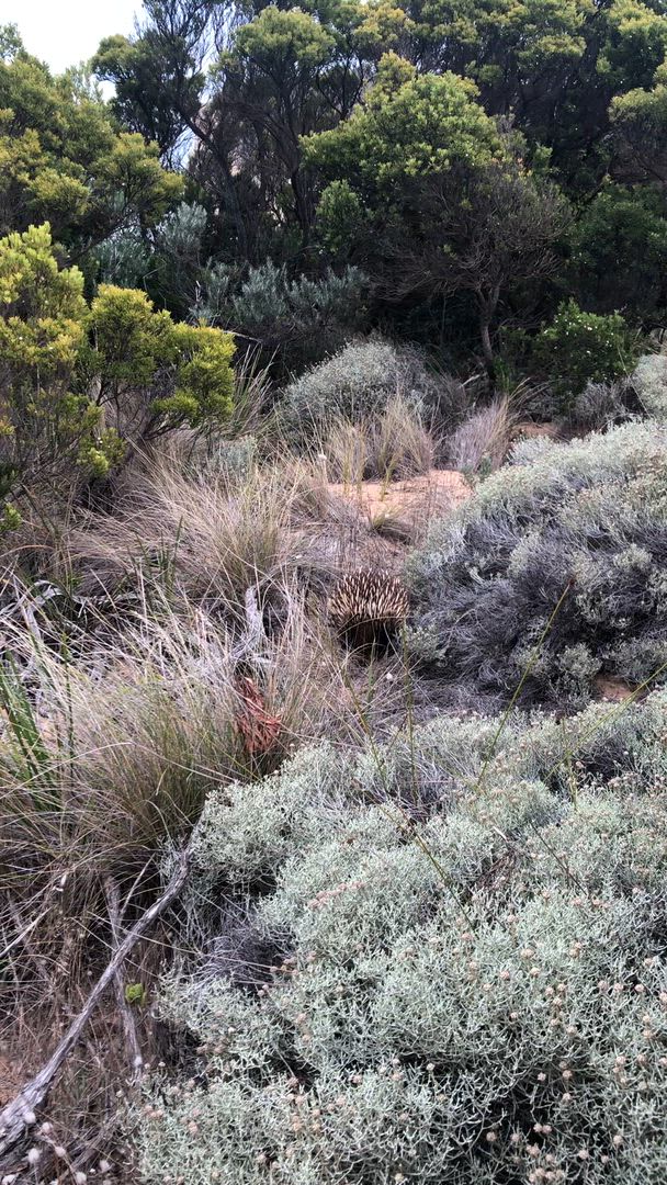 Great Ocean Road et Rainforest Walk 1 JOUR customer review video