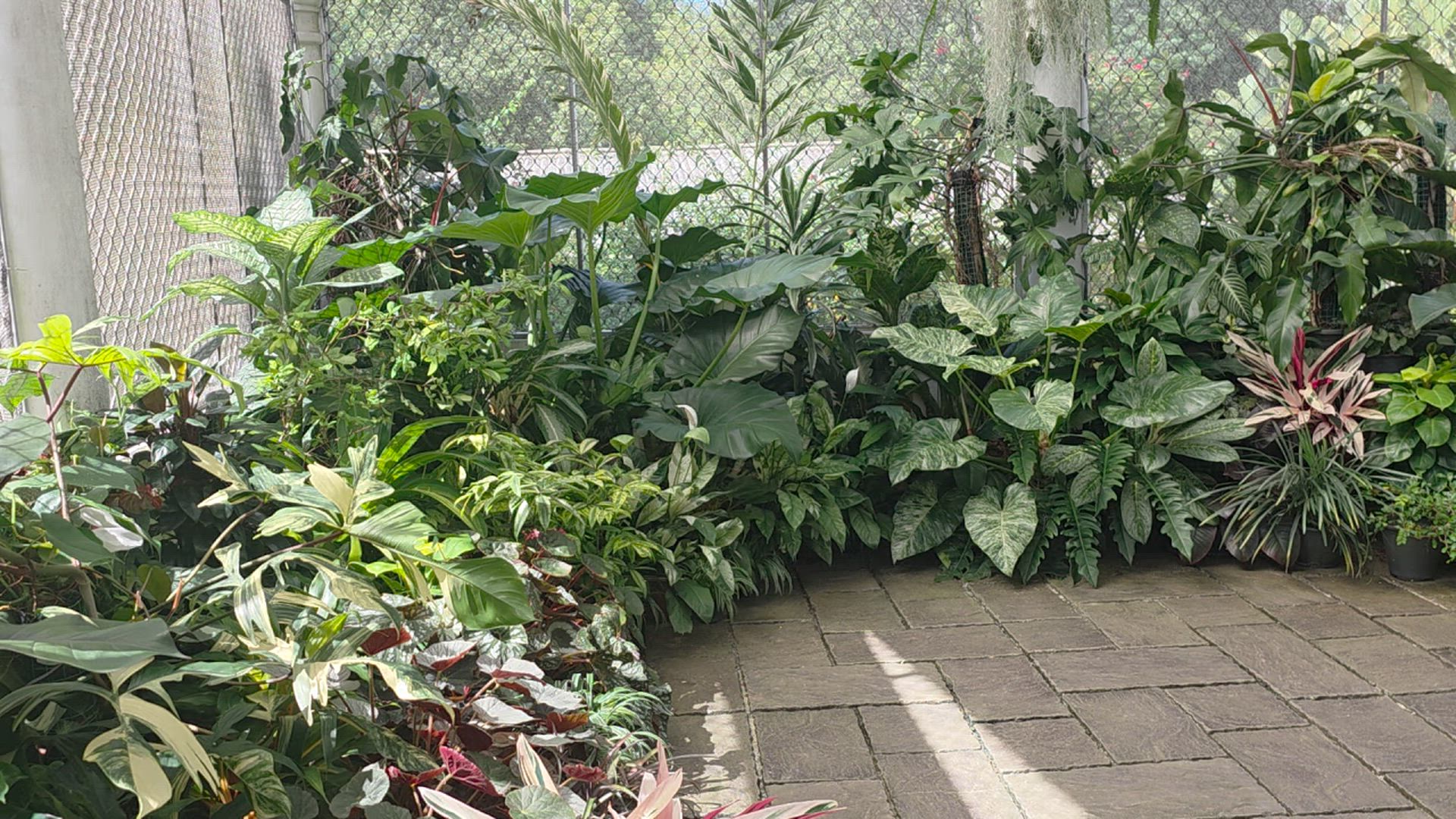 Vídeo de reseña del cliente sobre Camino soñado de Sri Lanka