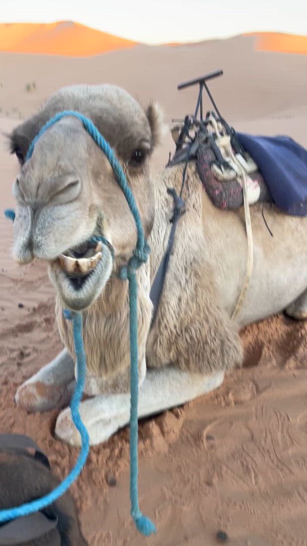 9 Days Private Morocco Tour – Small Group customer review video