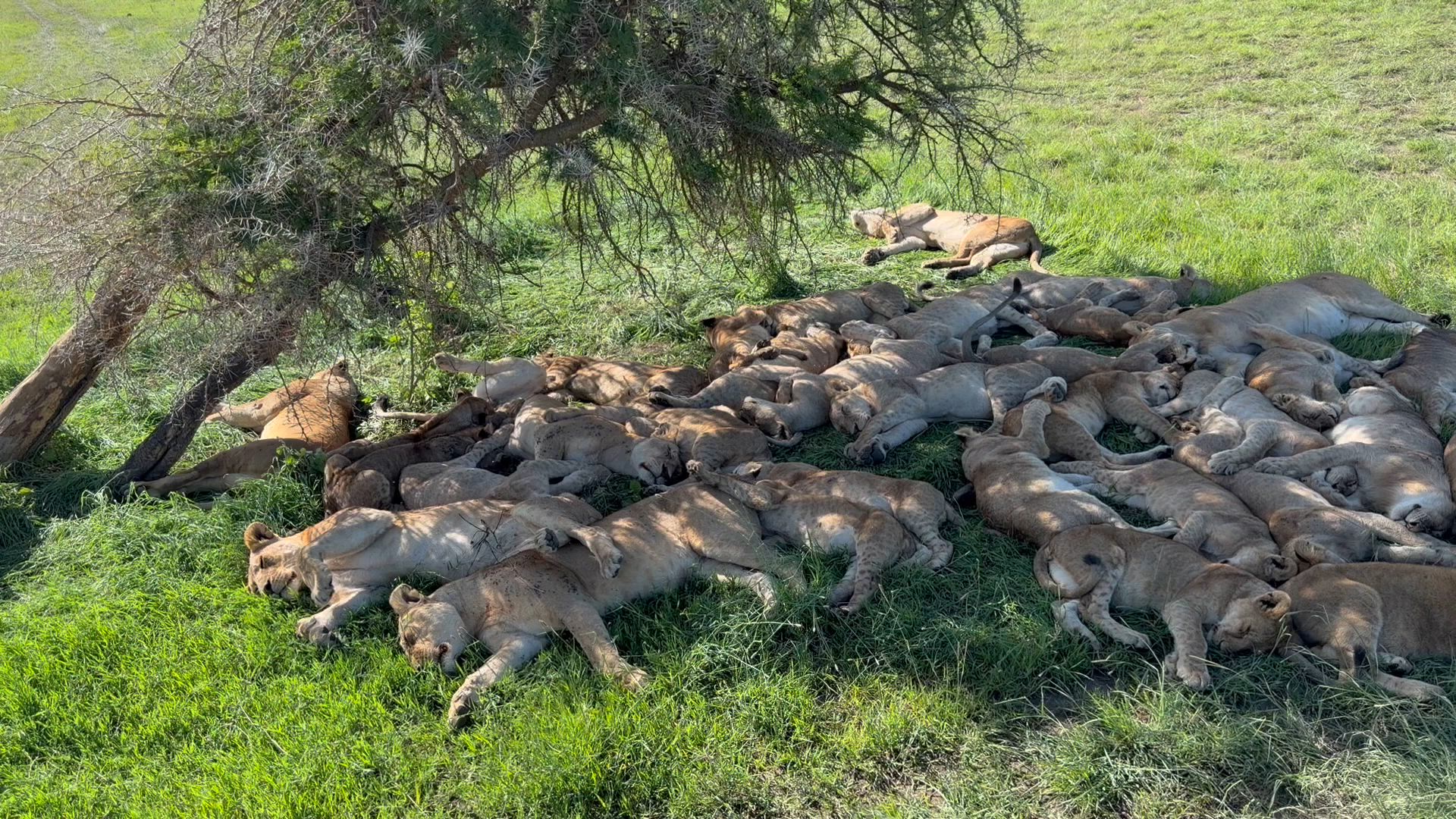 Tansania: Big Five Safari customer review video