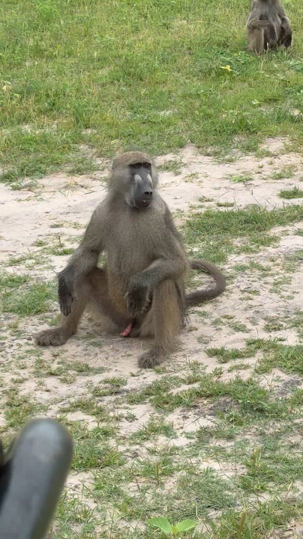 Le meilleur de l'Afrique du Sud (avec les chutes Victoria) customer review video 