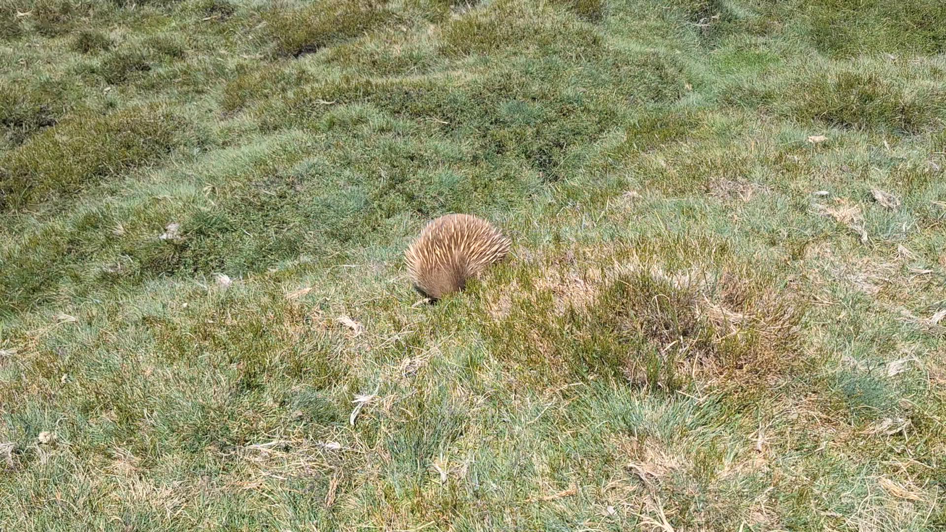 video met klantbeoordeling van Famous 5 - een rondreis door Tasmanië - 5 dagen