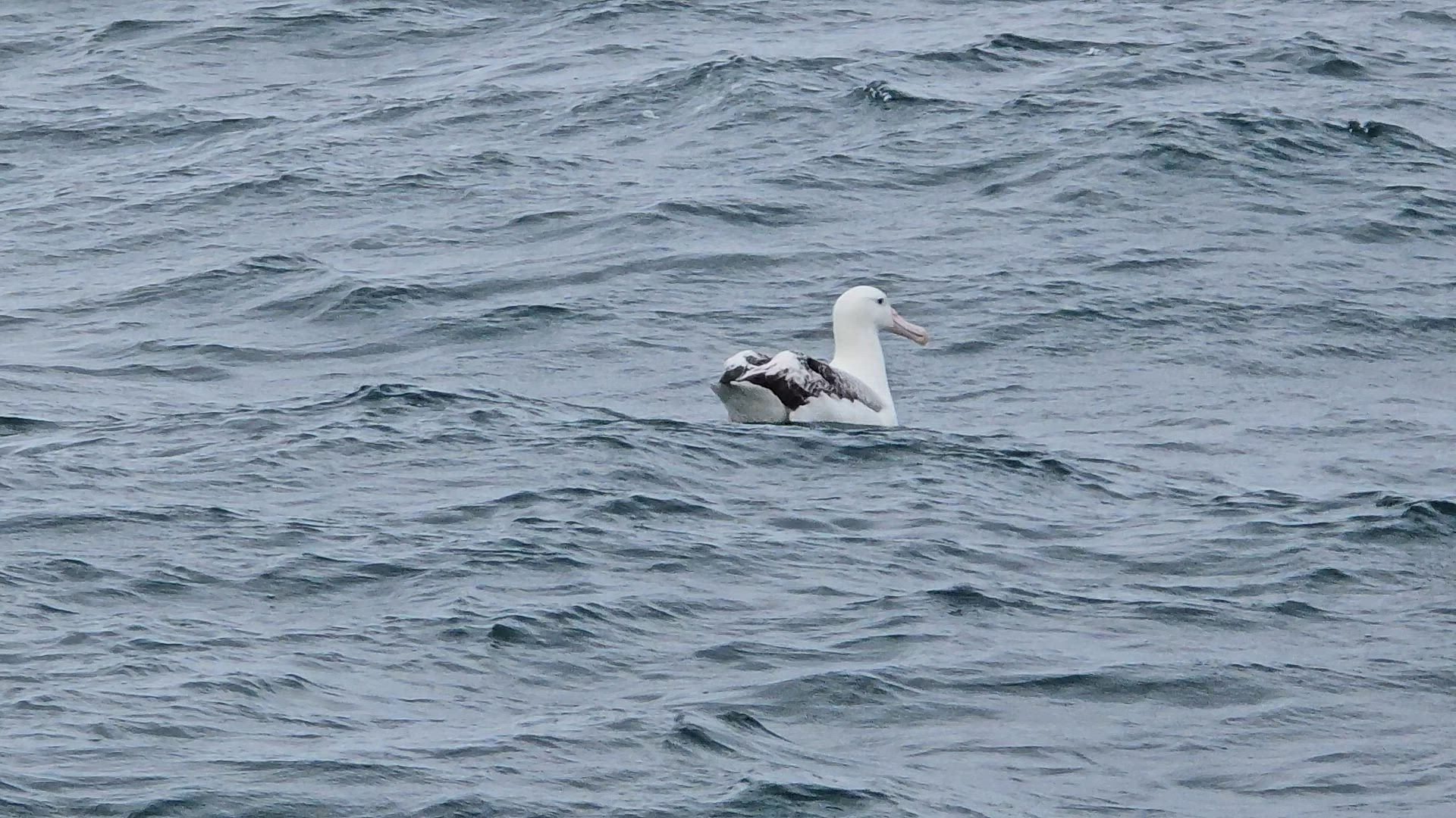 New Zealand Vista (Base, 2024/2025, meilleures offres, 14 jours) customer review video 