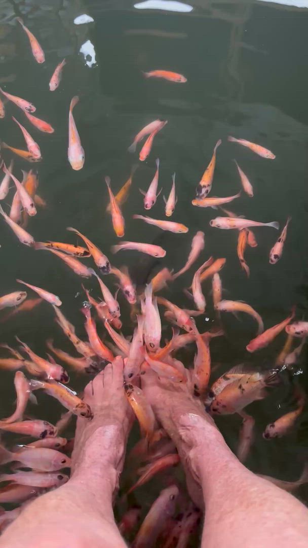 Expédition tout-en-un au Sri Lanka customer review video