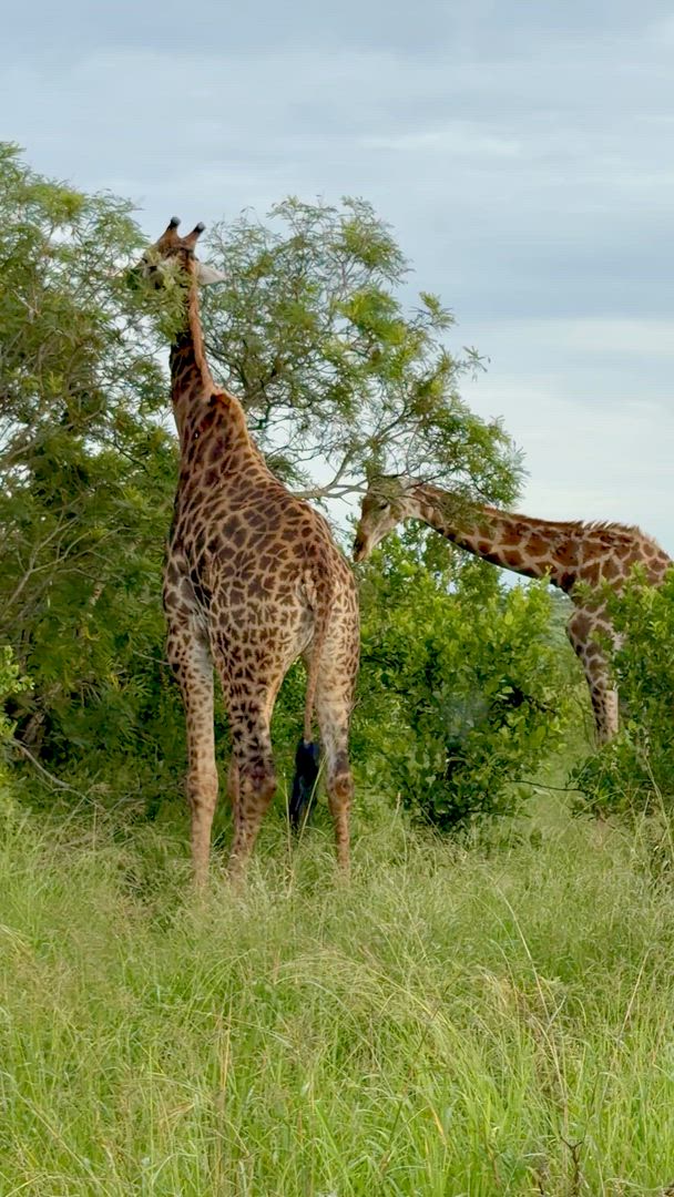 Le meilleur de l'Afrique du Sud customer review video