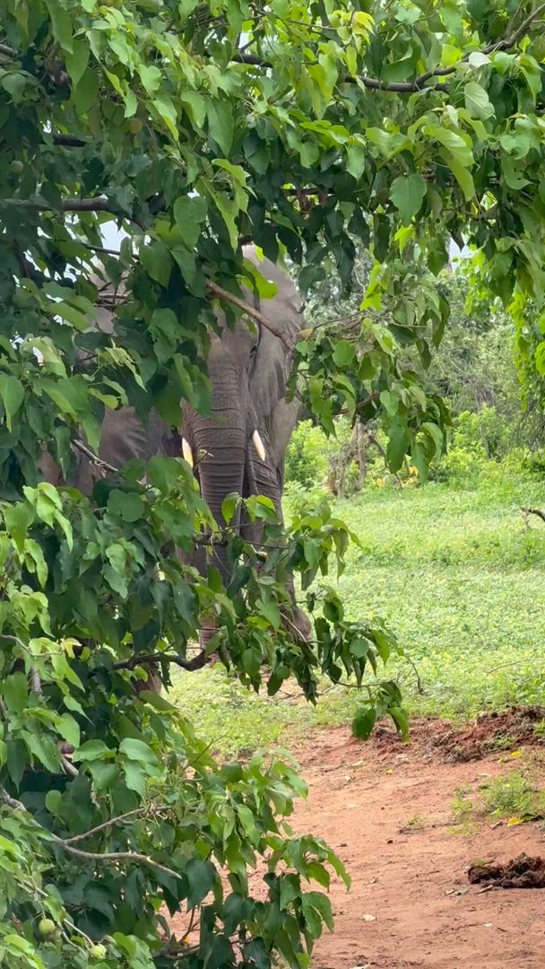 Le meilleur de l'Afrique du Sud (avec les chutes Victoria) customer review video 