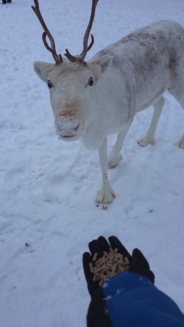 Points forts de l'Arctique customer review video